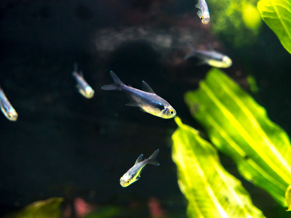 Black Diamond Neon Tetra (Paracheirodon innesi var. "Black Diamond") - Tank-Bred!