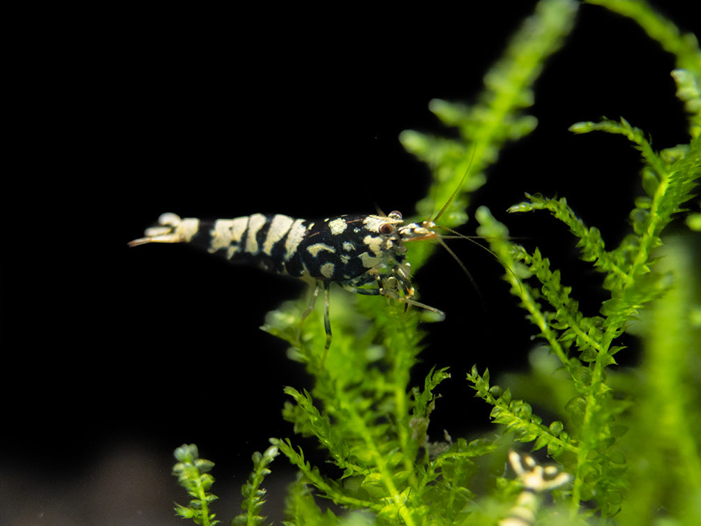 Black Galaxy Pinto Shrimp (Caridina cantonensis, A Grade), Tank-Bred