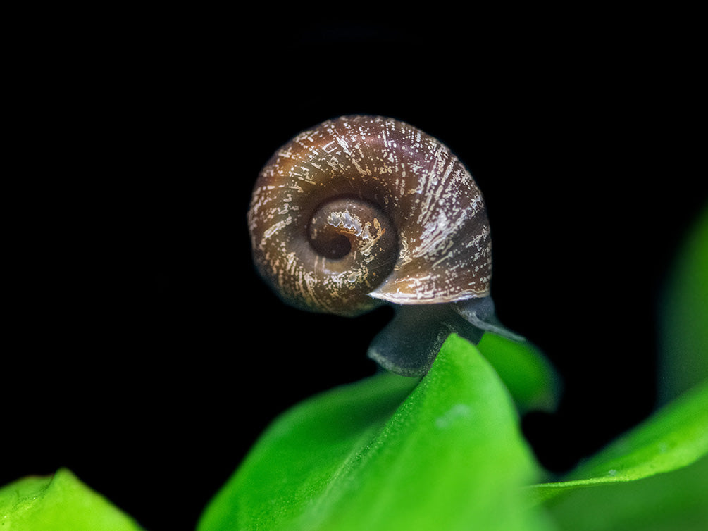 Black Ramshorn Snail (Indoplanorbus exustus) - Aquatic Arts