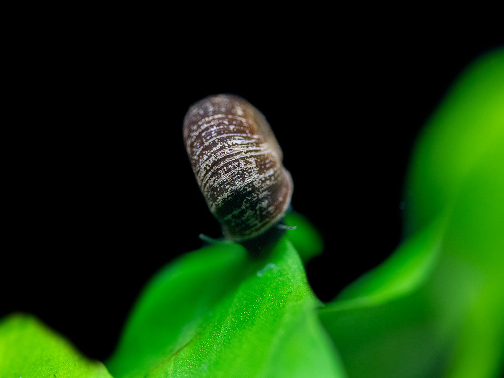 Black Ramshorn Snail (Indoplanorbus exustus) - Aquatic Arts
