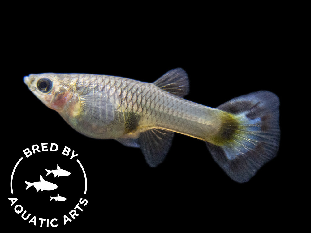 Black Saddle Guppy (Poecilia reticulata), BREDBY: Aquatic Arts