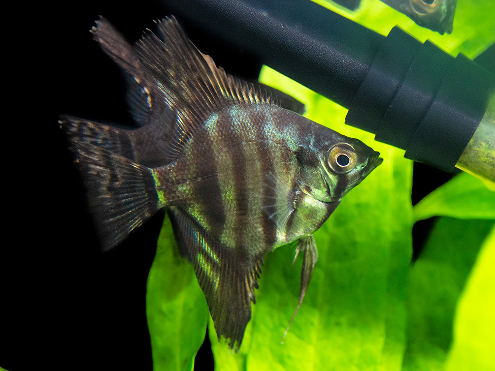 Black Zebra Angelfish (Pterophyllum scalare) - TANK-BRED!