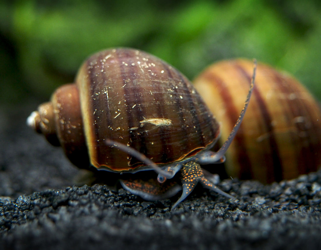 DELUXE Multi-Color Mystery Snail COMBO PACK (Pomacea bridgesii) - Tank-Bred!