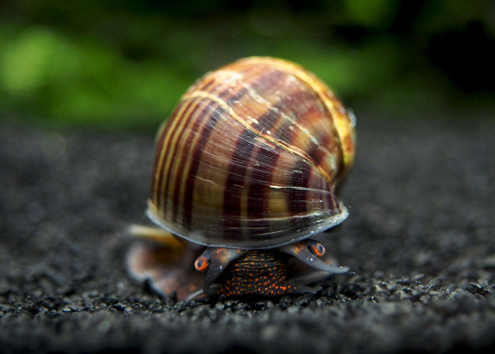 black mystery snail for sale