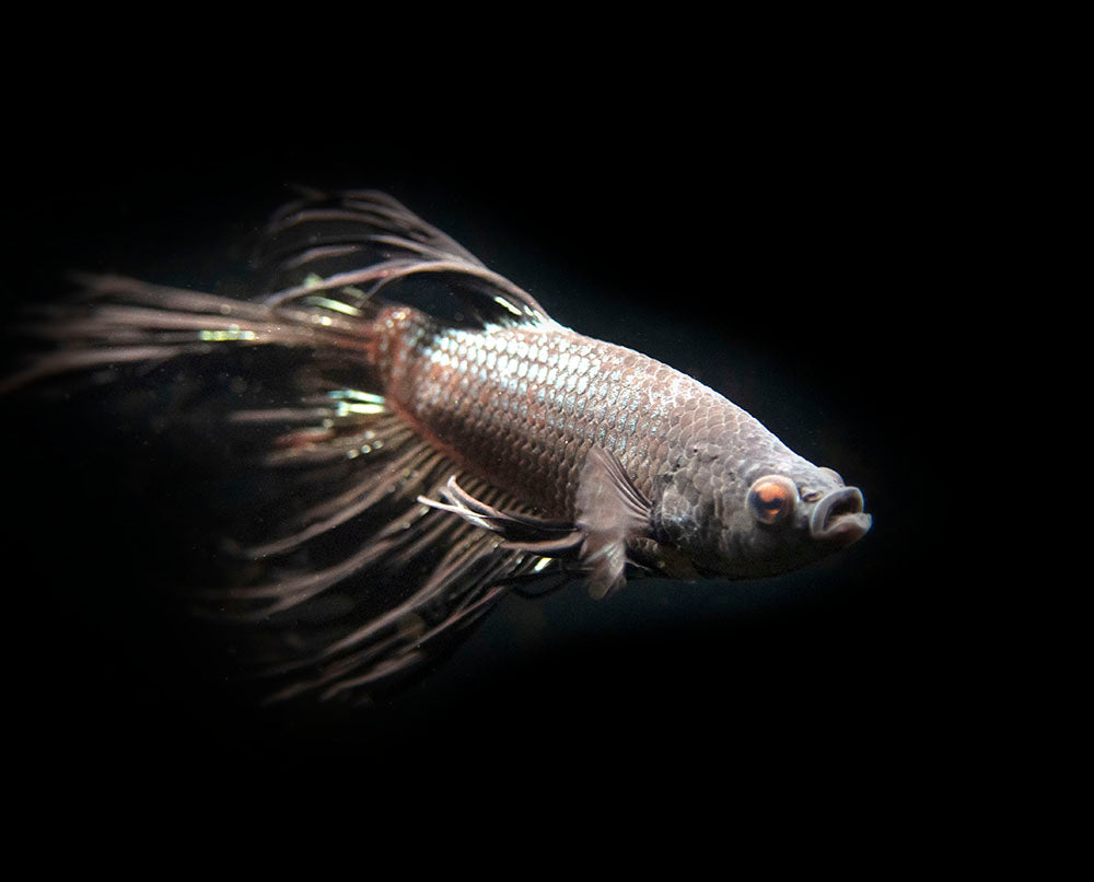 black dragon betta fish wallpaper