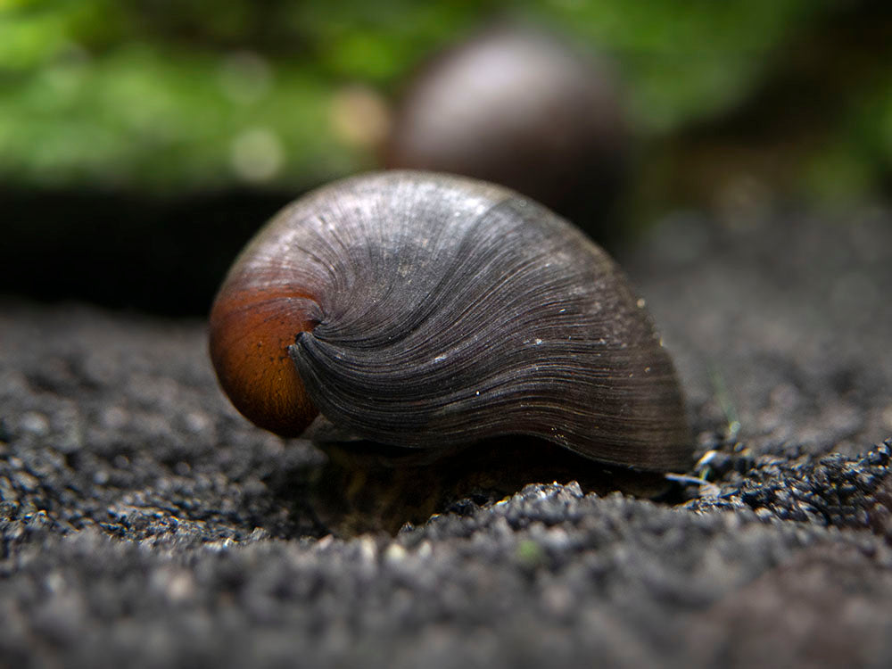 Black Racer Nerite Snails Aquatic Arts - Main Image