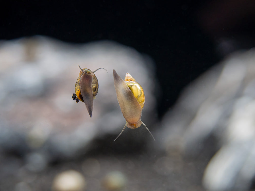 Bladder Snail (Physella acuta), BREDBY, Aquatic Arts