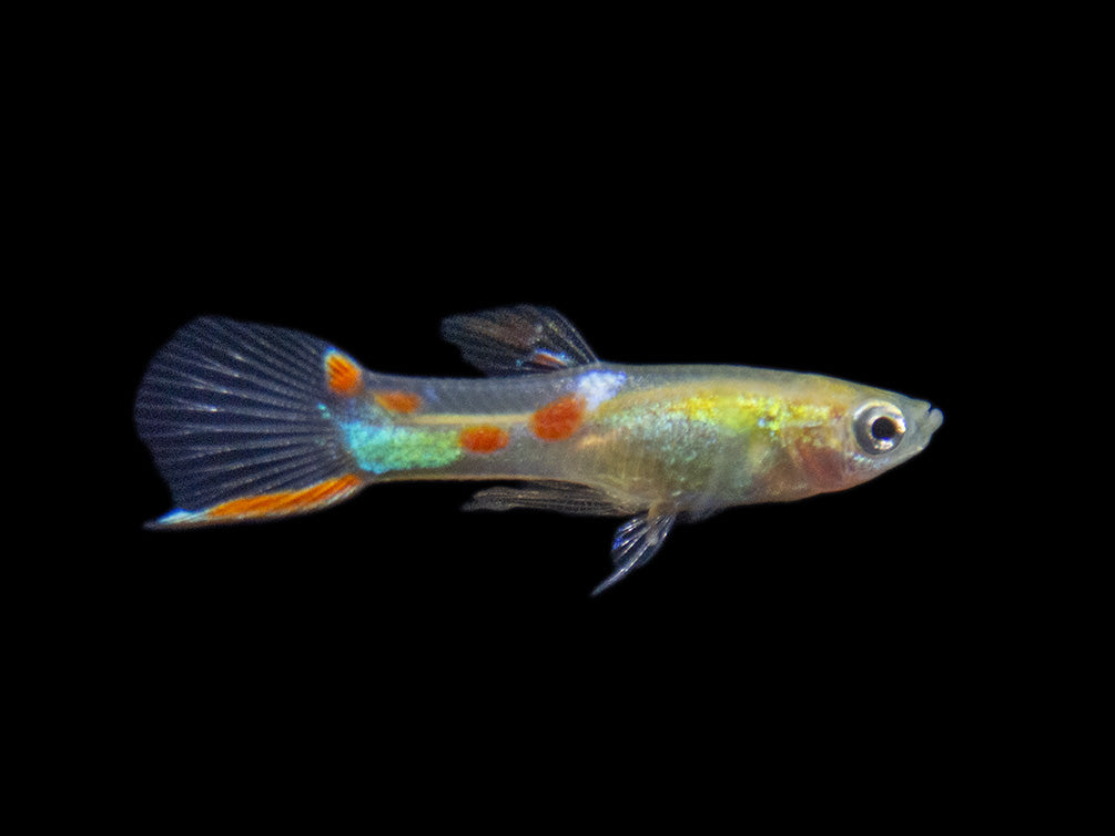 Blonde Endler’s Livebearer (Poecilia wingei), Tank-Bred