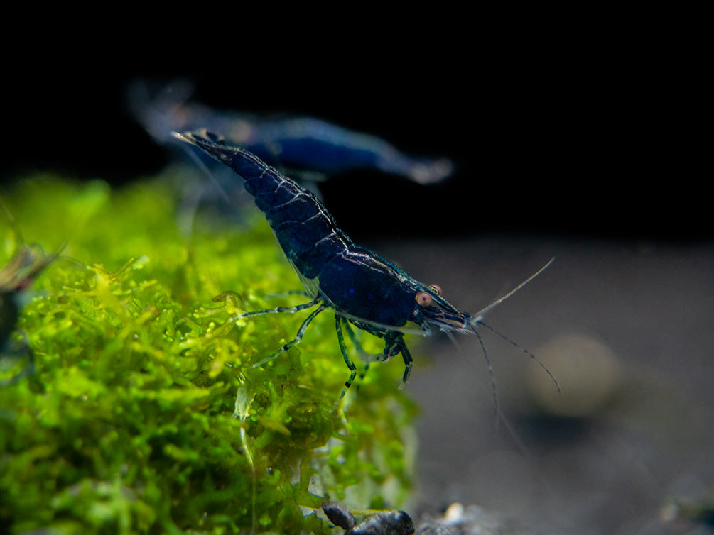 Blue Diamond Shrimp (Neocaridina davidi) aka Sapphire Shrimp, Tank-Bred
