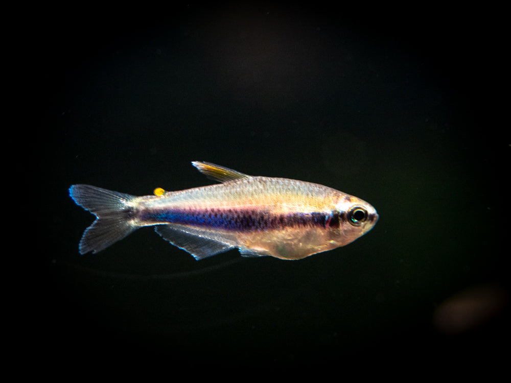 Blue/Purple Emperor Tetra for sale