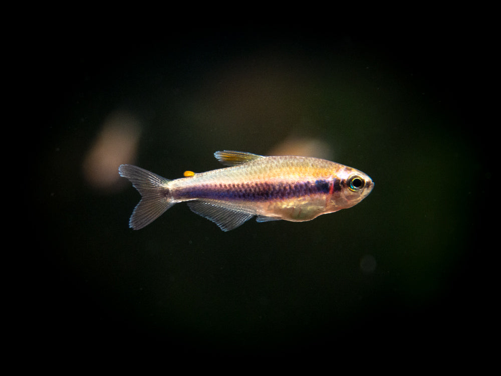Blue/Purple Emperor Tetra for sale