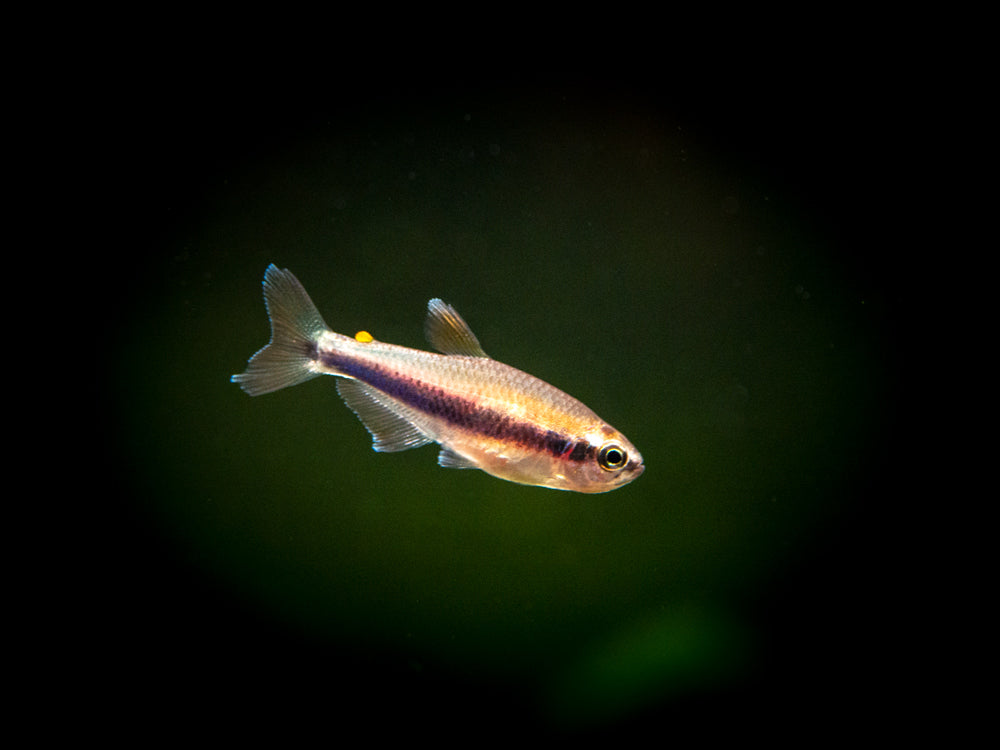 Blue/Purple Emperor Tetra for sale