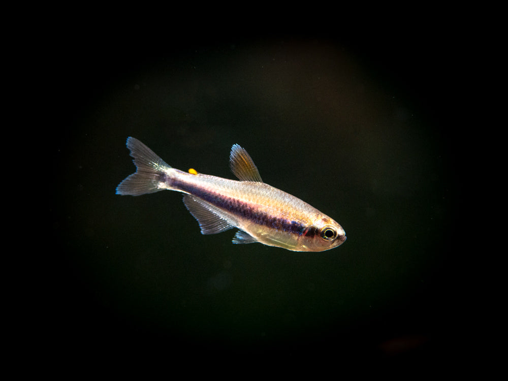 Blue/Purple Emperor Tetra for sale