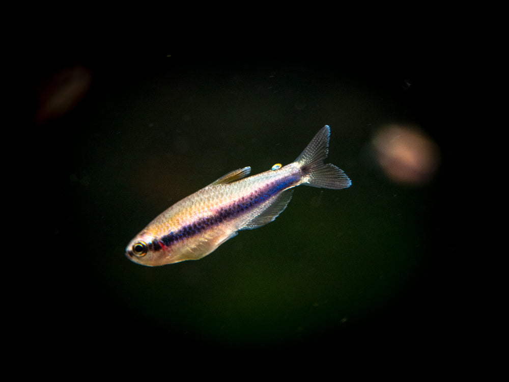 Blue/Purple Emperor Tetra for sale