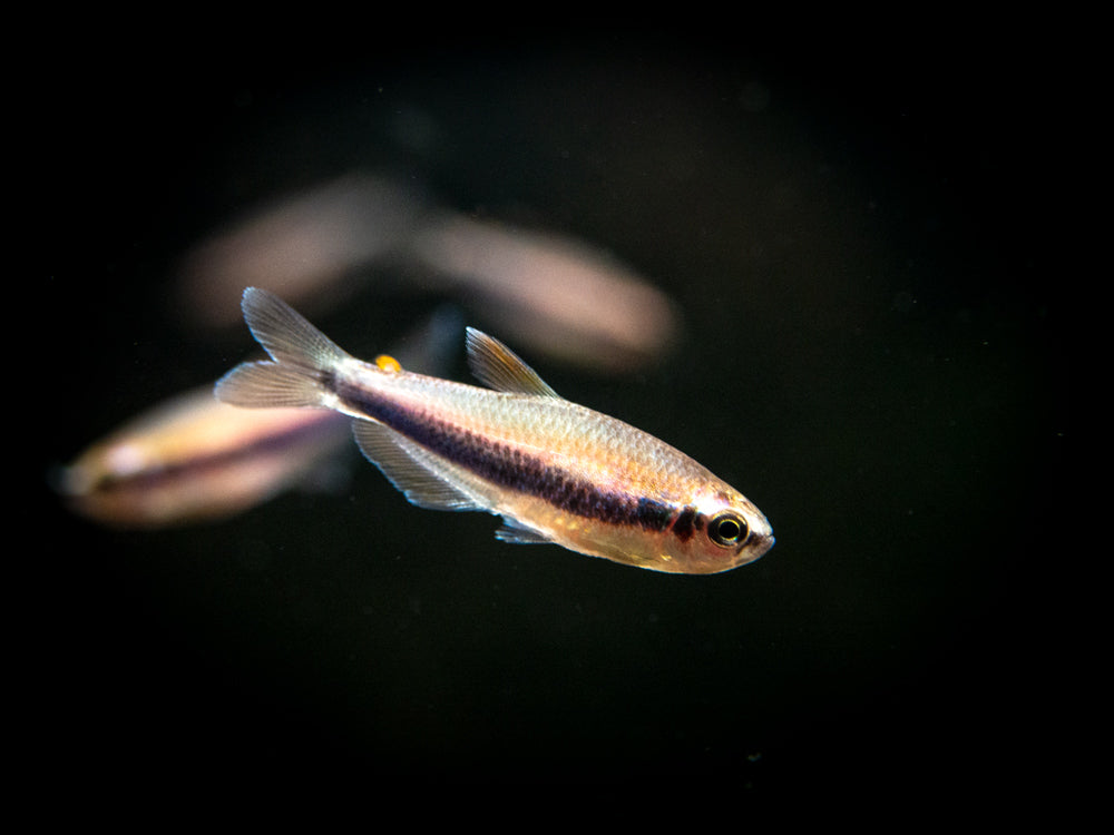 Blue/Purple Emperor Tetra for sale