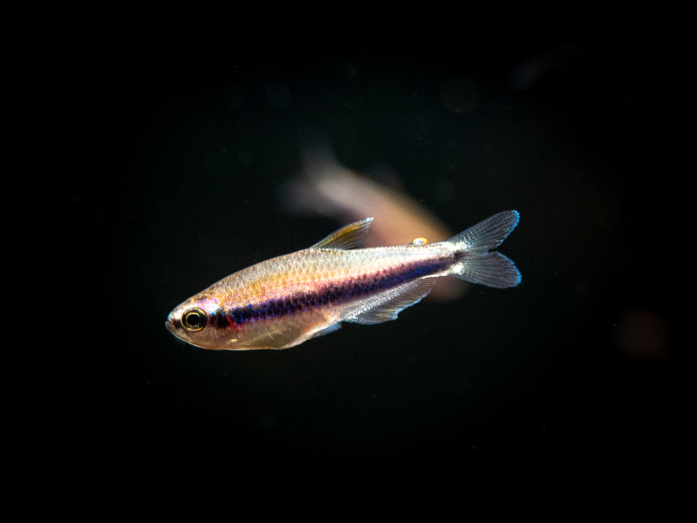 Blue/Purple Emperor Tetra for sale