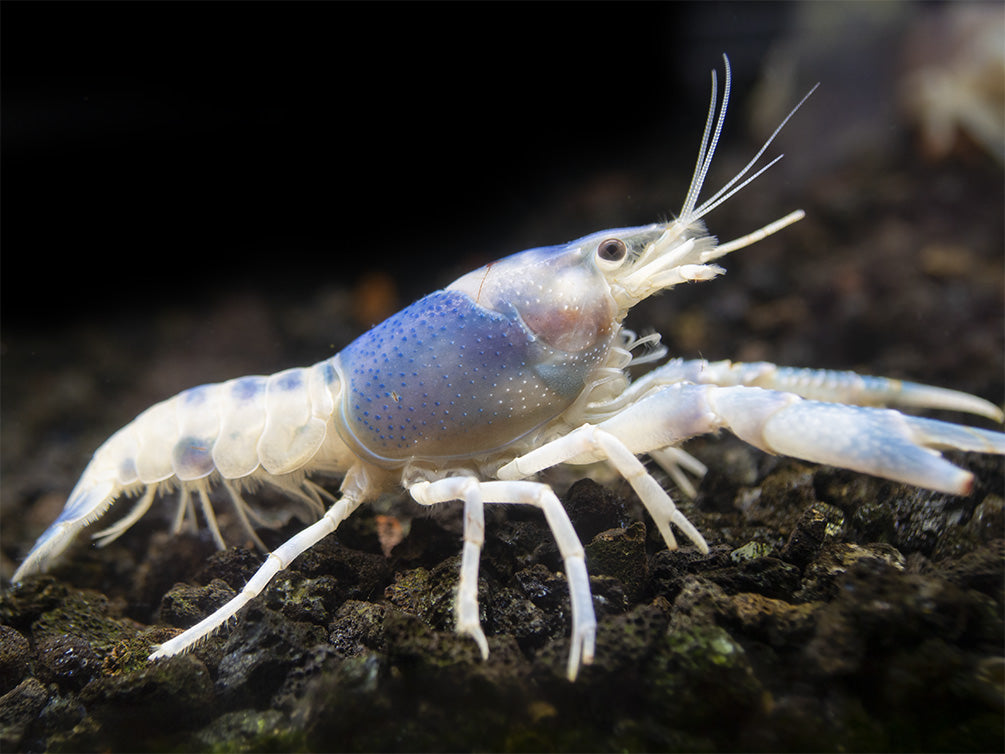 Blue Ghost Crayfish (Procambarus clarkii “Blue Ghost"), Tank-Bred