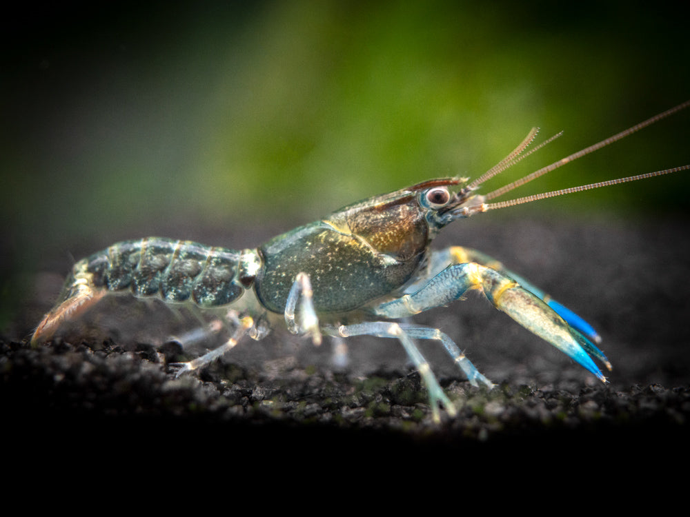 #『Southern blue 』　カノコダカラ貝 Blue Kong Zebra Crayfish (Cherax alyciae) - Aquatic Arts