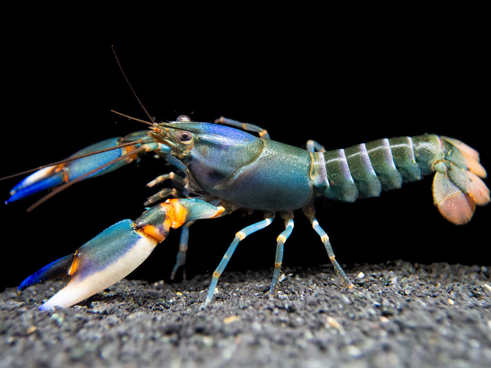 Blue Kong Zebra Crayfish (Cherax alyciae) - Aquatic Arts