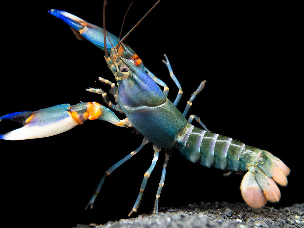 Blue Kong Zebra Crayfish (Cherax alyciae) - Aquatic Arts