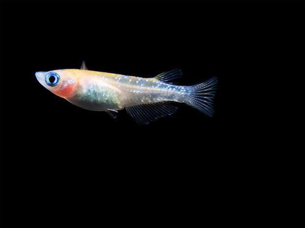Blue Sparkle Medaka Ricefish aka Japanese Ricefish/Killifish (Oryzias latipes "Blue") - Tank-Bred!