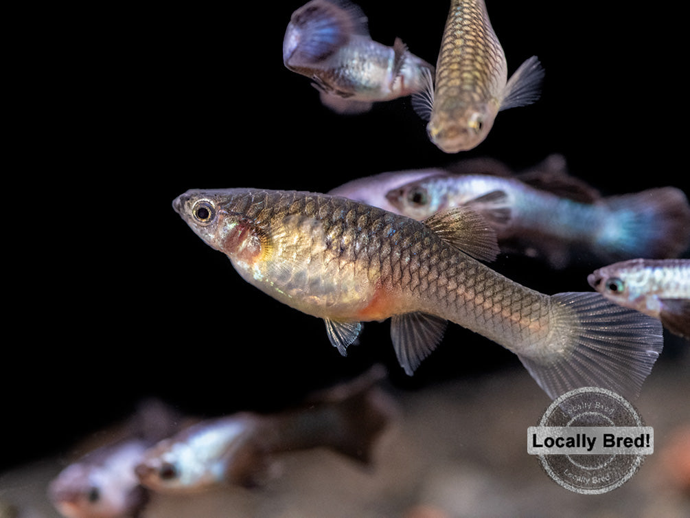 Dwarf Blue Panda Guppy (Poecilia reticulata), USA-Bred!