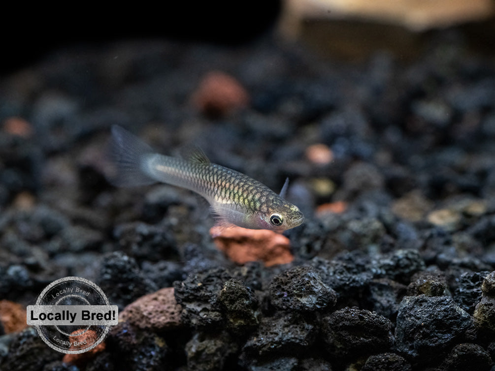 Dwarf Blue Panda Guppy (Poecilia reticulata), USA-Bred!