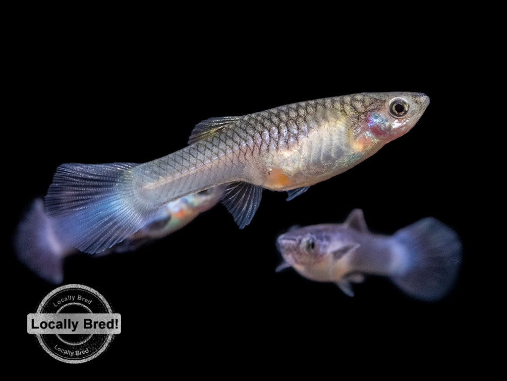 Dwarf Blue Panda Guppy (Poecilia reticulata), USA-Bred!