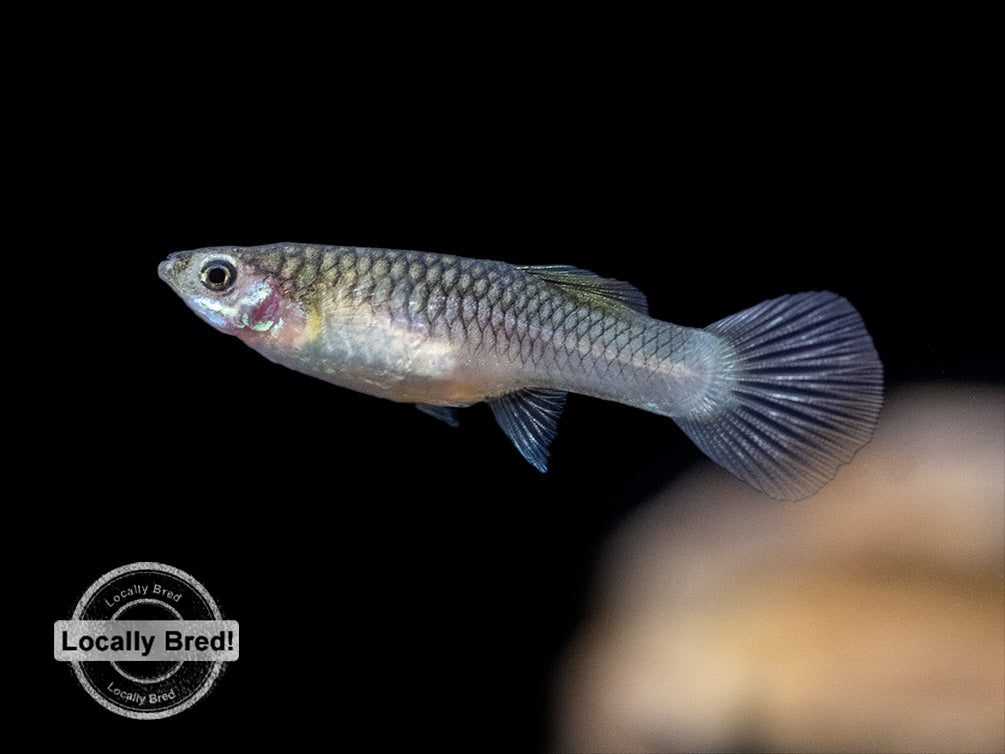 Dwarf Blue Panda Guppy (Poecilia reticulata), USA-Bred!