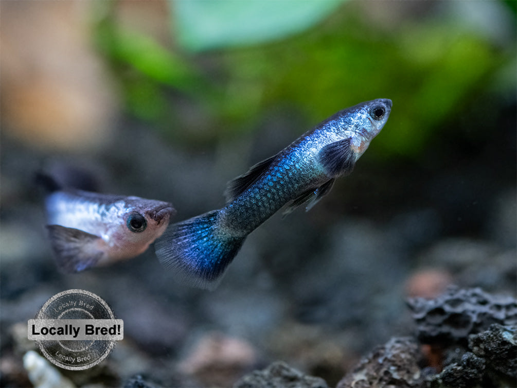 Dwarf Blue Panda Guppy (Poecilia reticulata), USA-Bred!