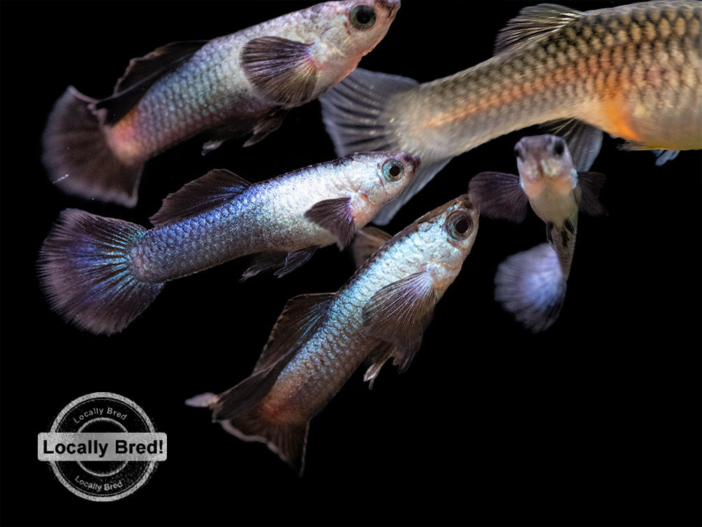 Dwarf Blue Panda Guppy (Poecilia reticulata), USA-Bred!