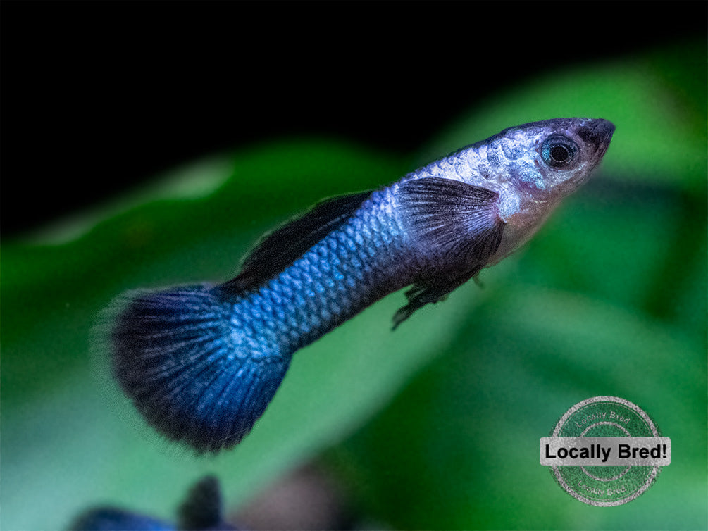 Dwarf Blue Panda Guppy (Poecilia reticulata), USA-Bred!