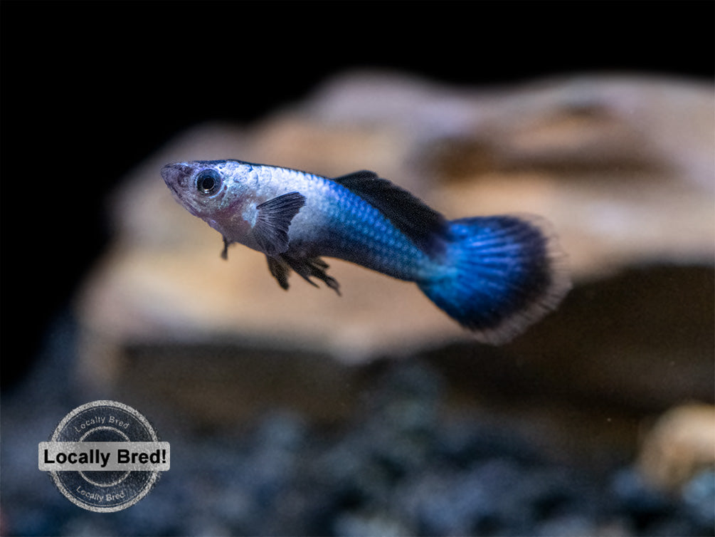 Dwarf Blue Panda Guppy (Poecilia reticulata), USA-Bred!