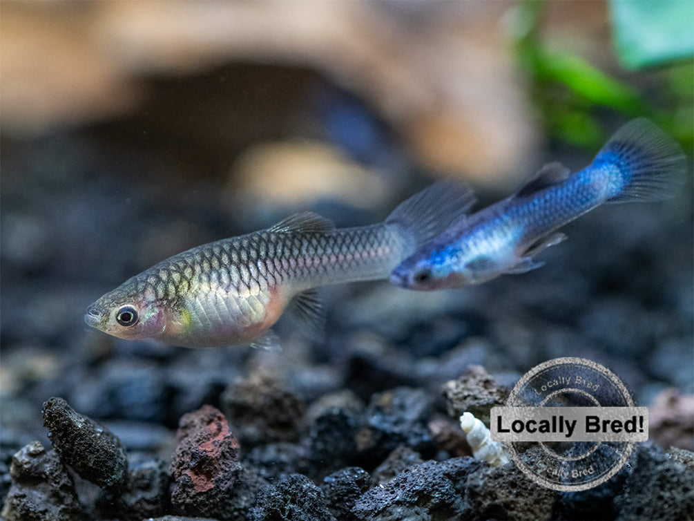 Dwarf Blue Panda Guppy (Poecilia reticulata), USA-Bred!