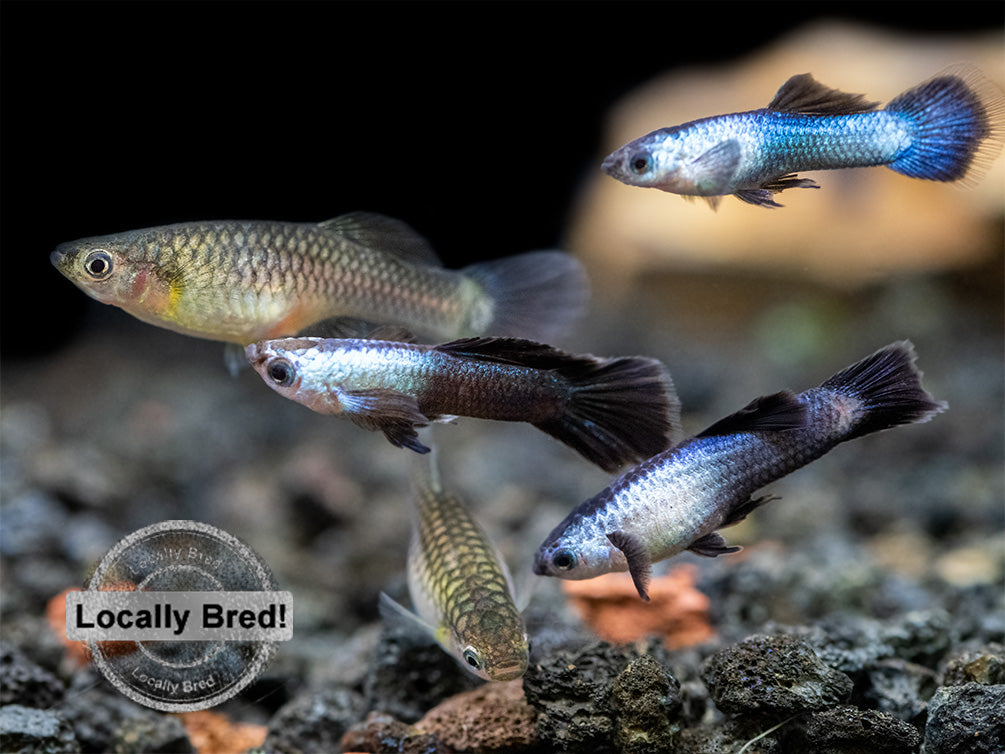 Dwarf Blue Panda Guppy (Poecilia reticulata), USA-Bred!