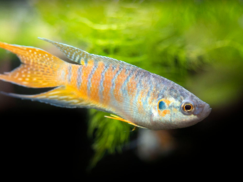 Blue Paradise Fish (Macropodus opercularis) - Tank-Bred!