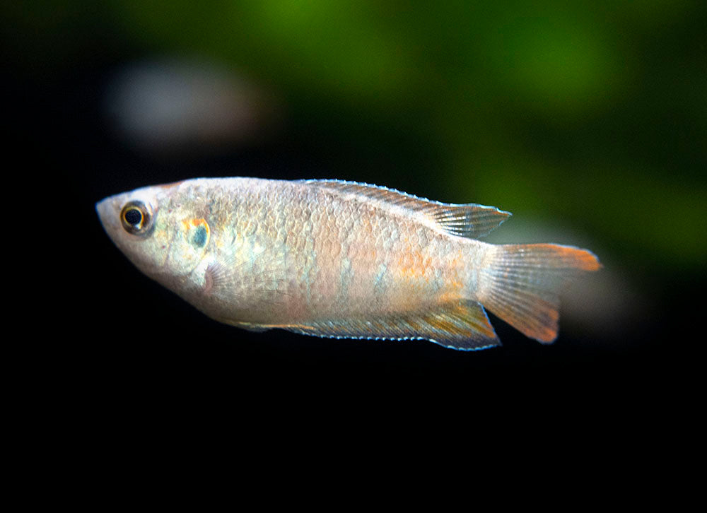 Blue Paradise Fish (Macropodus opercularis) - Tank-Bred!