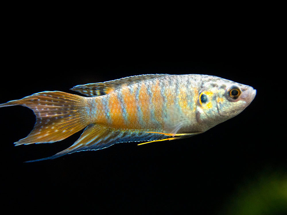 Blue Paradise Fish (Macropodus opercularis) - Tank-Bred!