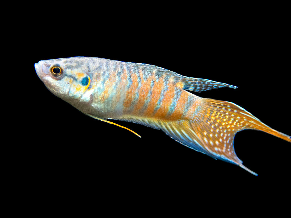 Blue Paradise Fish (Macropodus opercularis) - Tank-Bred!