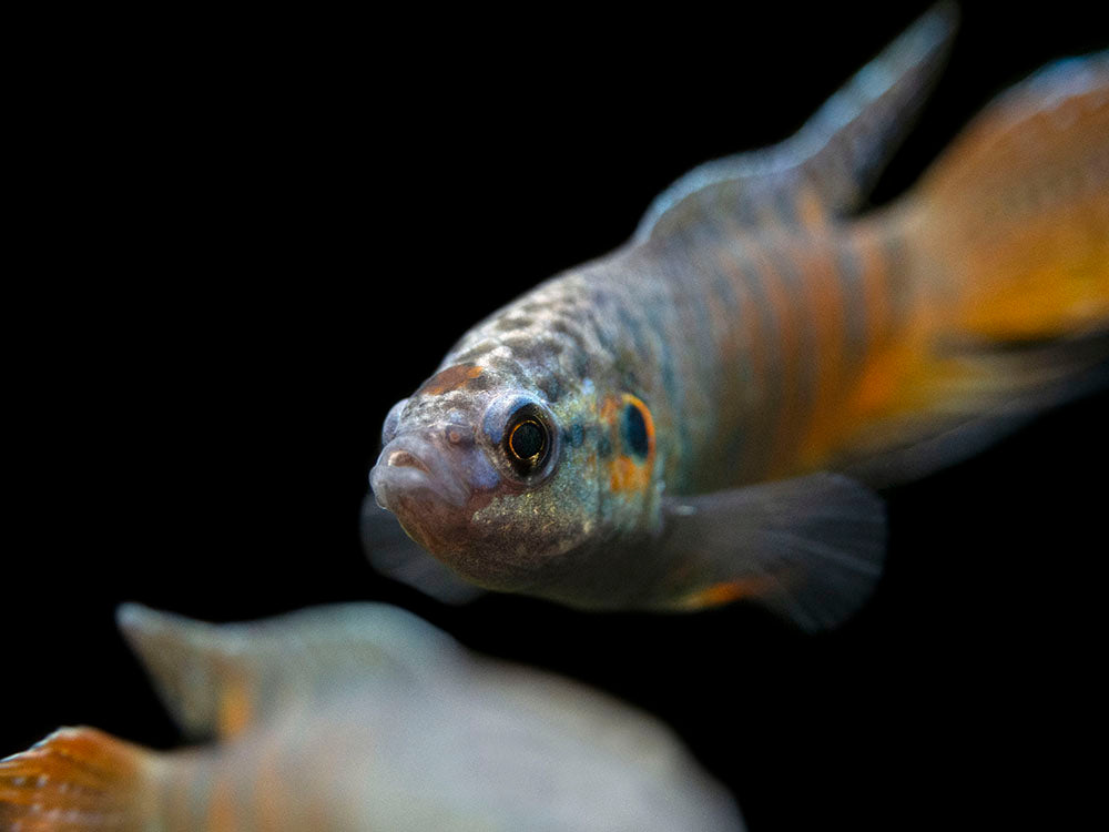 Blue Paradise Fish (Macropodus opercularis) - Tank-Bred!