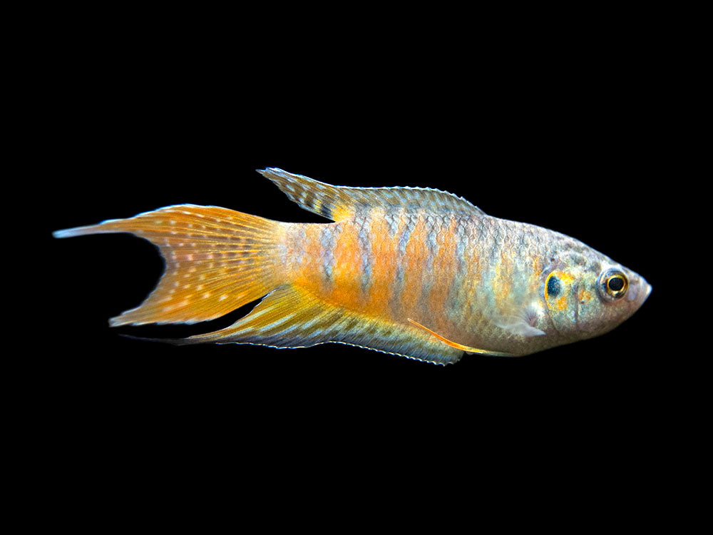 Blue Paradise Fish (Macropodus opercularis) - Tank-Bred!