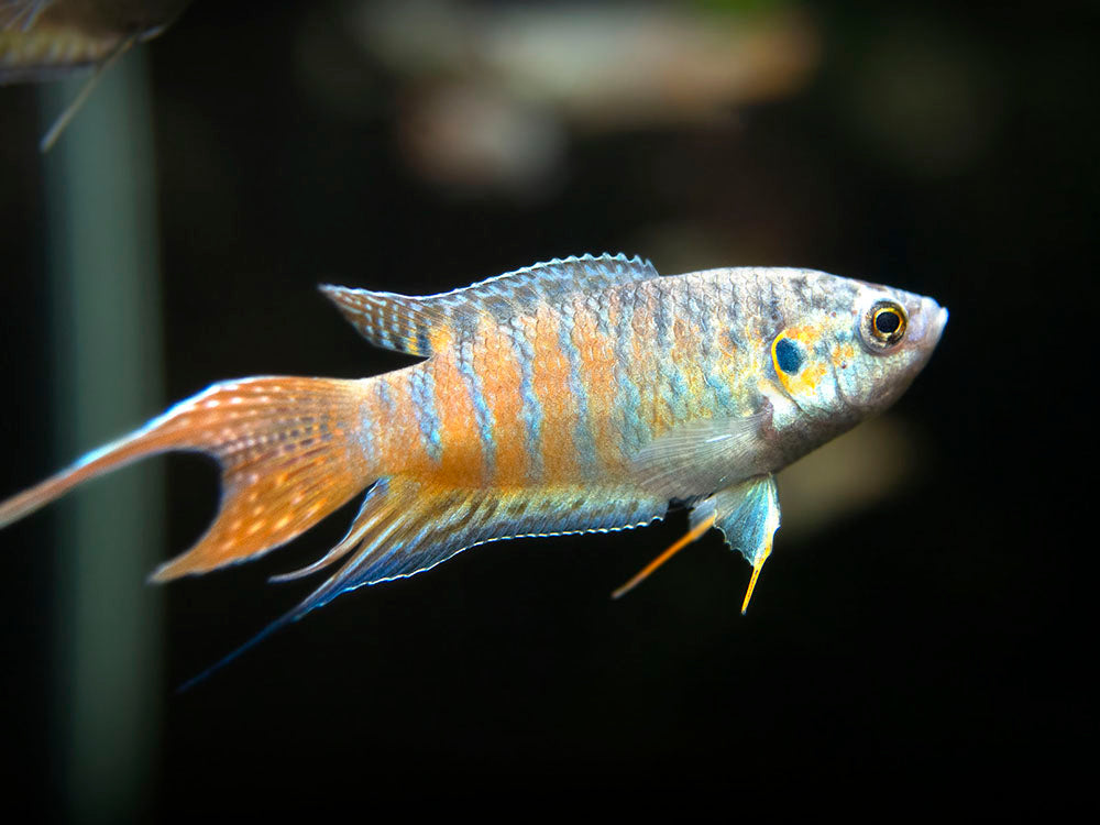 Blue Paradise Fish (Macropodus opercularis) - Tank-Bred!