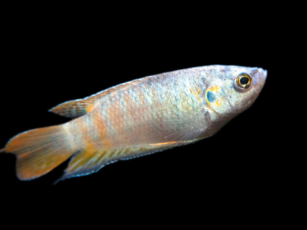 Blue Paradise Fish (Macropodus opercularis) - Tank-Bred!
