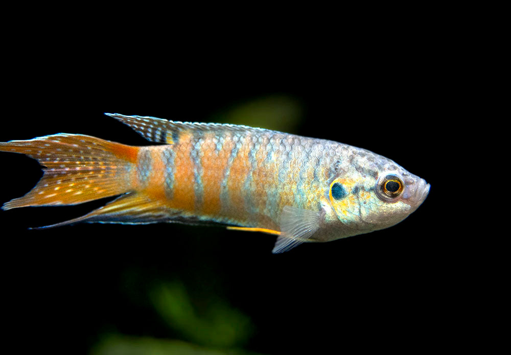 Blue Paradise Fish (Macropodus opercularis) - Tank-Bred!