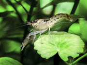 Brazos Dwarf Crayfish/Mini Lobster (Cambarellus texanus), Tank-Bred!