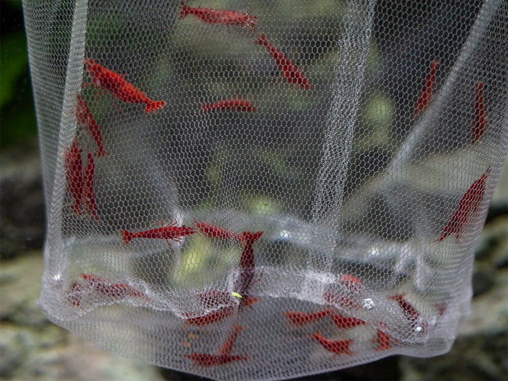 breeders net fish Deluxe Handmade In-Tank Breeder Net
