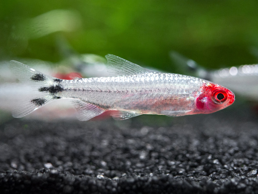 Brilliant Rummy Nose Tetra (Hemigrammus bleheri var. "Brilliant"), Tank-Bred