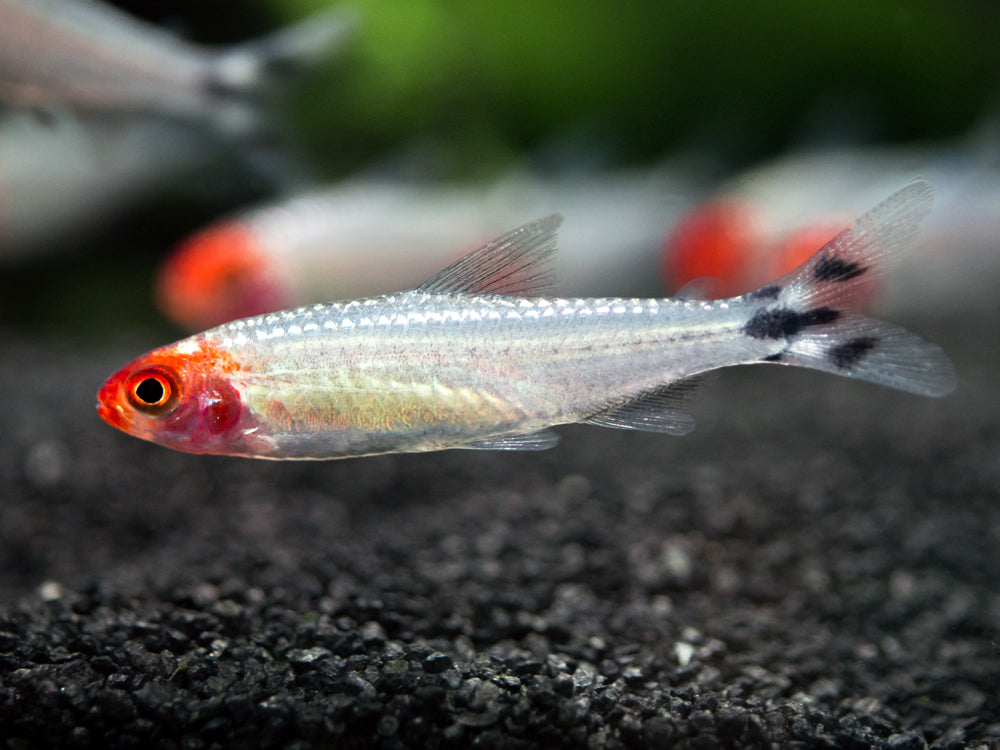 Brilliant Rummy Nose Tetra (Hemigrammus bleheri var. "Brilliant"), Tank-Bred