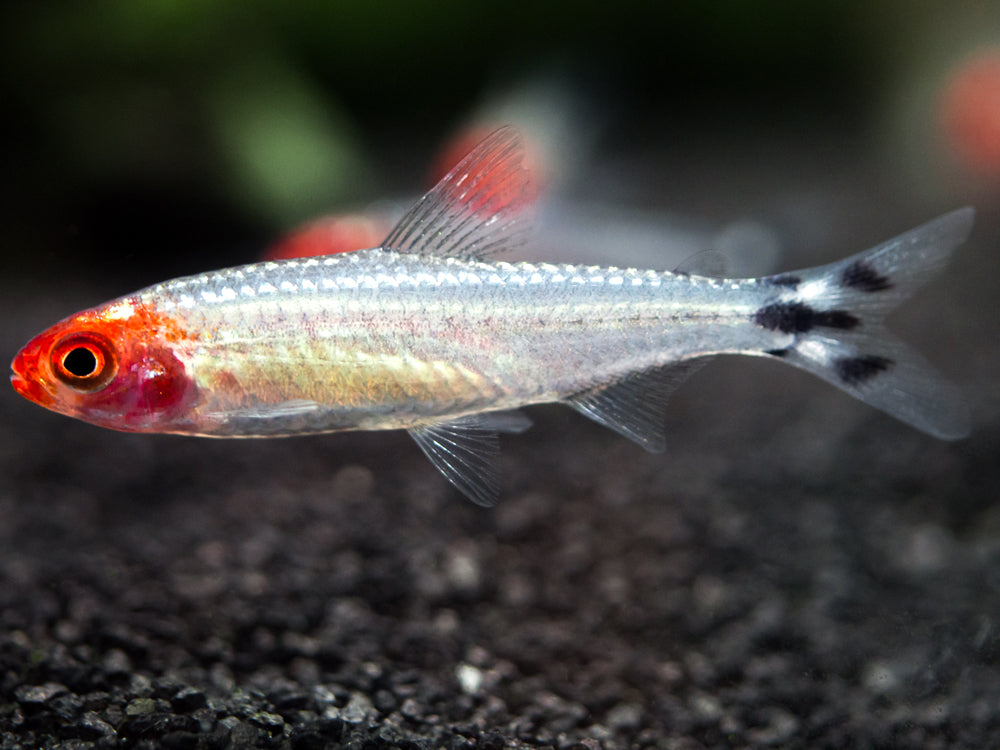 Brilliant Rummy Nose Tetra (Hemigrammus bleheri var. "Brilliant"), Tank-Bred