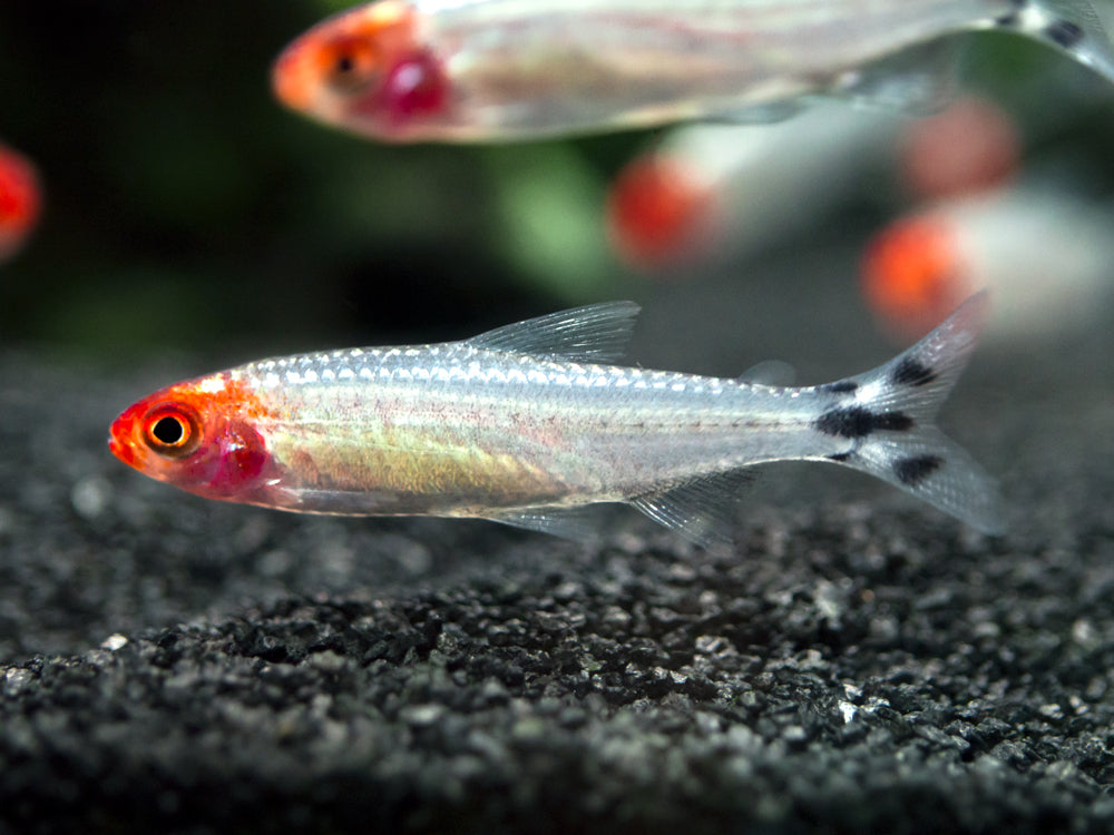 Brilliant Rummy Nose Tetra (Hemigrammus bleheri var. "Brilliant"), Tank-Bred
